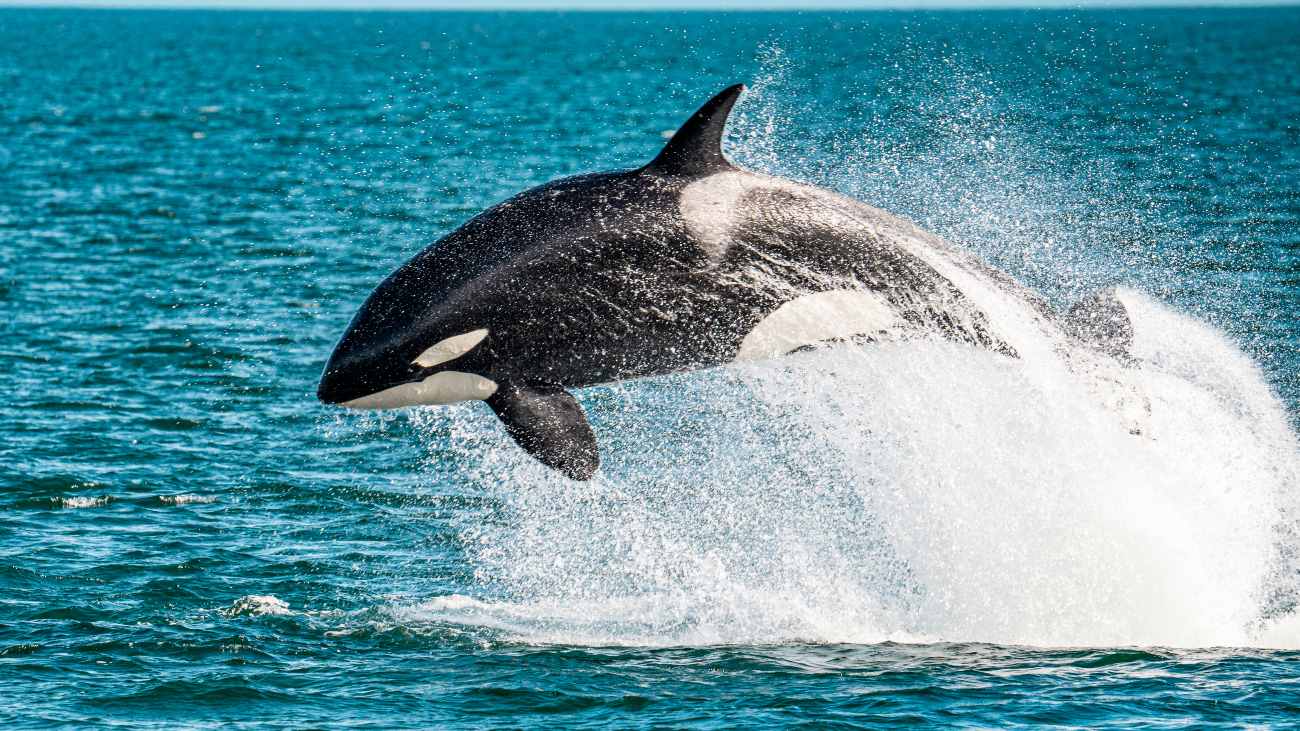 orka springt uit het water