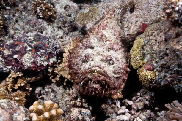 Een steenvis op de bodem van oceaan, hij valt bijna niet op tussen de stenen