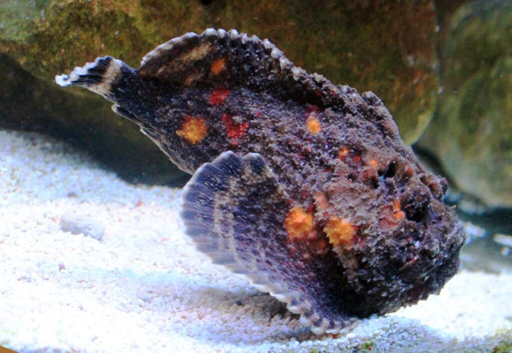 Een steenvis in een aquarium