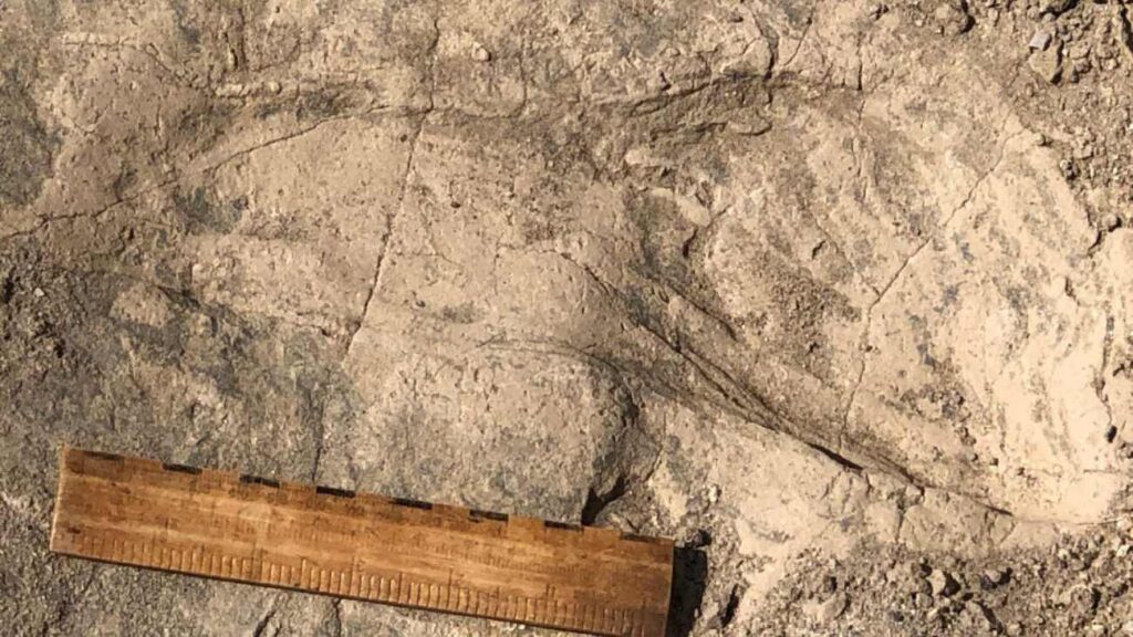 Een van de grootste voetafdrukken van Paranthropus boisei die zijn gevonden.