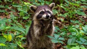 wasberen