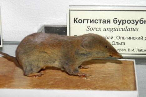 De spitsmuis Sorex unguiculatus.