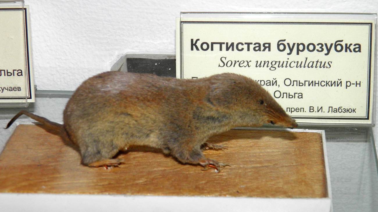 De spitsmuis Sorex unguiculatus.