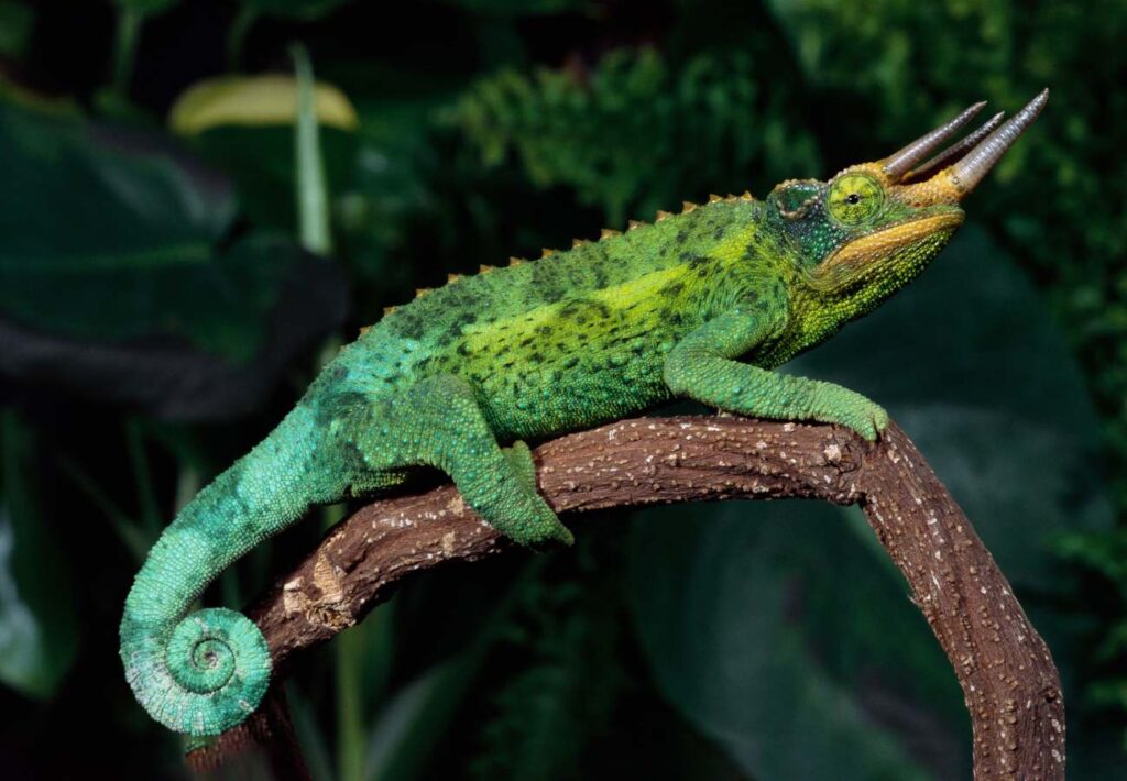 Een kameleon met hoorns
