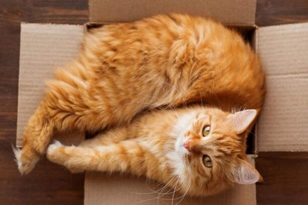 oranje kat in een kartonnen doos