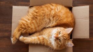 oranje kat in een kartonnen doos