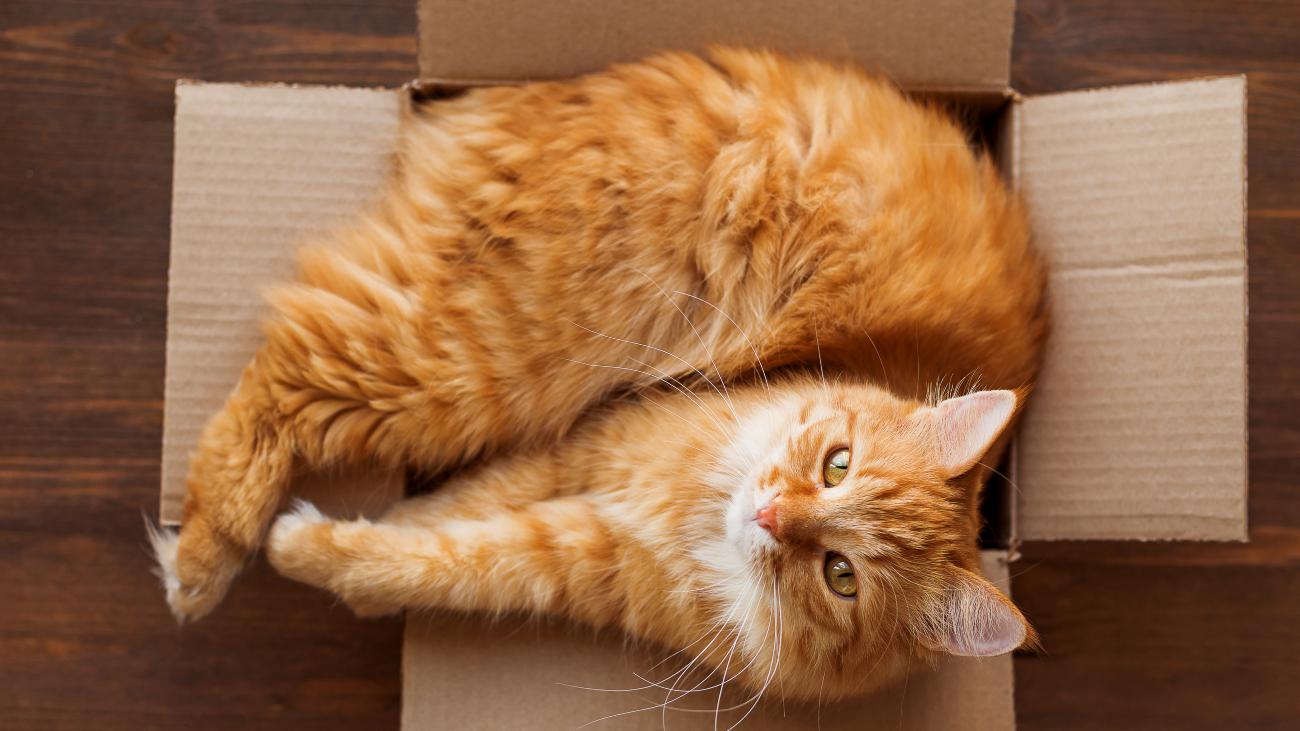oranje kat in een kartonnen doos