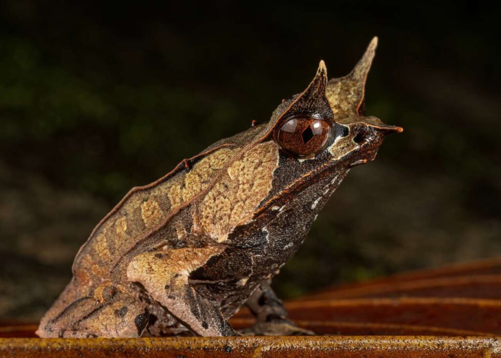 Een kikker, gecamoufleerd als blad en met hoorntjes boven zijn ogen