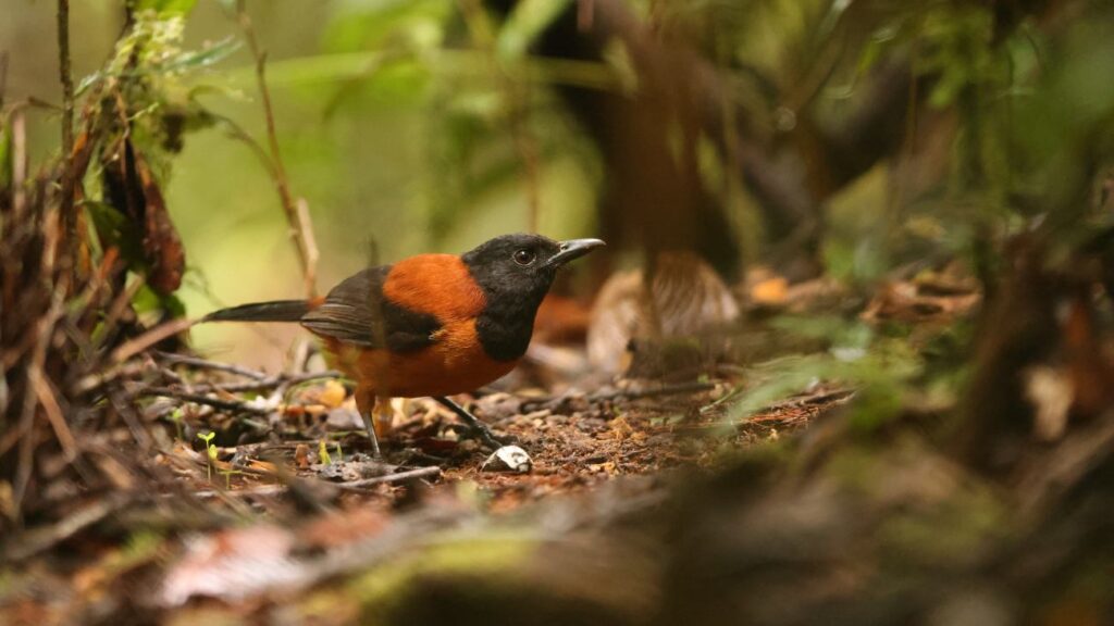 een pitohui, een giftige vogel