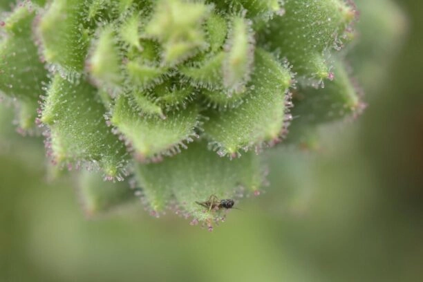 De vleesetende plant Saxifraga candelabrum met een prooi