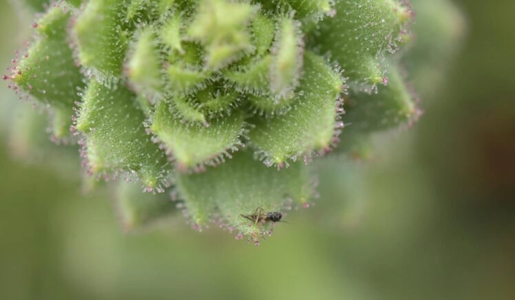 De vleesetende plant Saxifraga candelabrum met een prooi