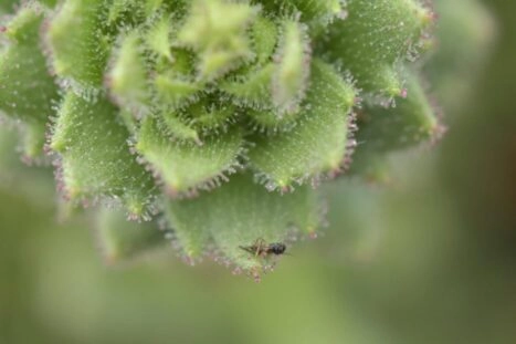 De vleesetende plant Saxifraga candelabrum met een prooi
