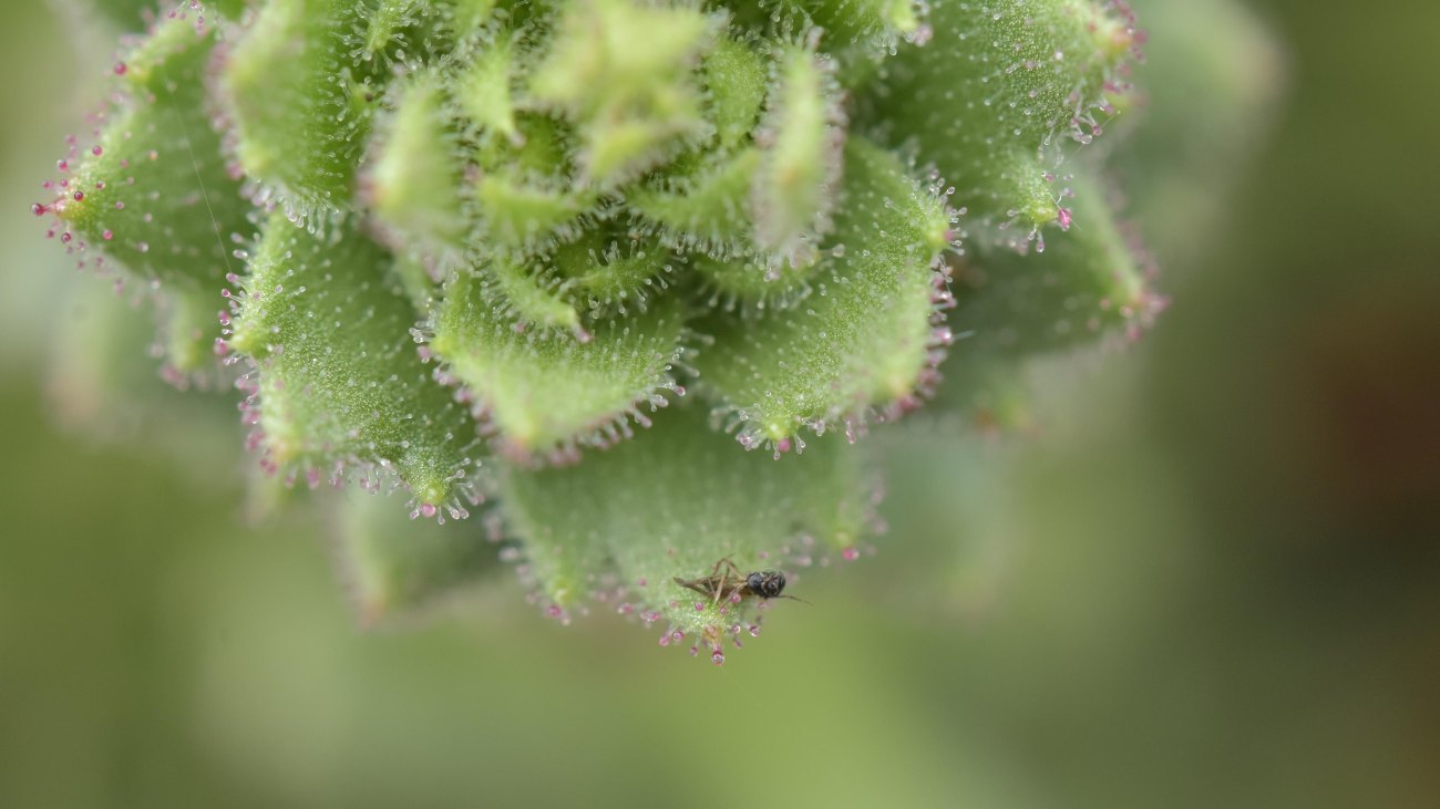 De vleesetende plant Saxifraga candelabrum met een prooi