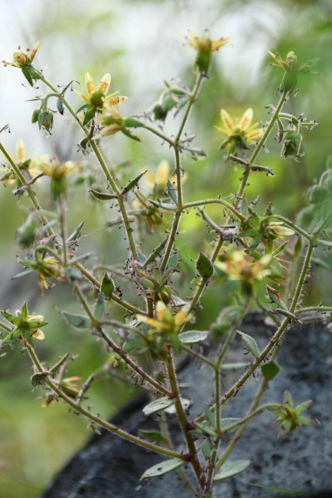 Saxifraga candelabrum met veel gevangen insecten