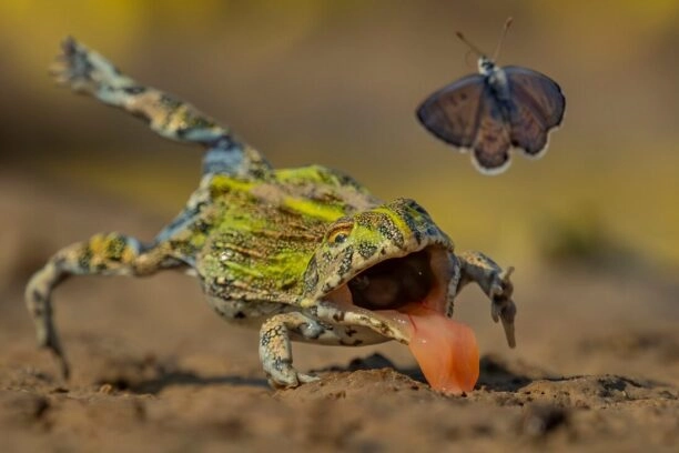 wildlife photographer of the year