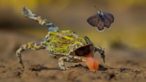 wildlife photographer of the year