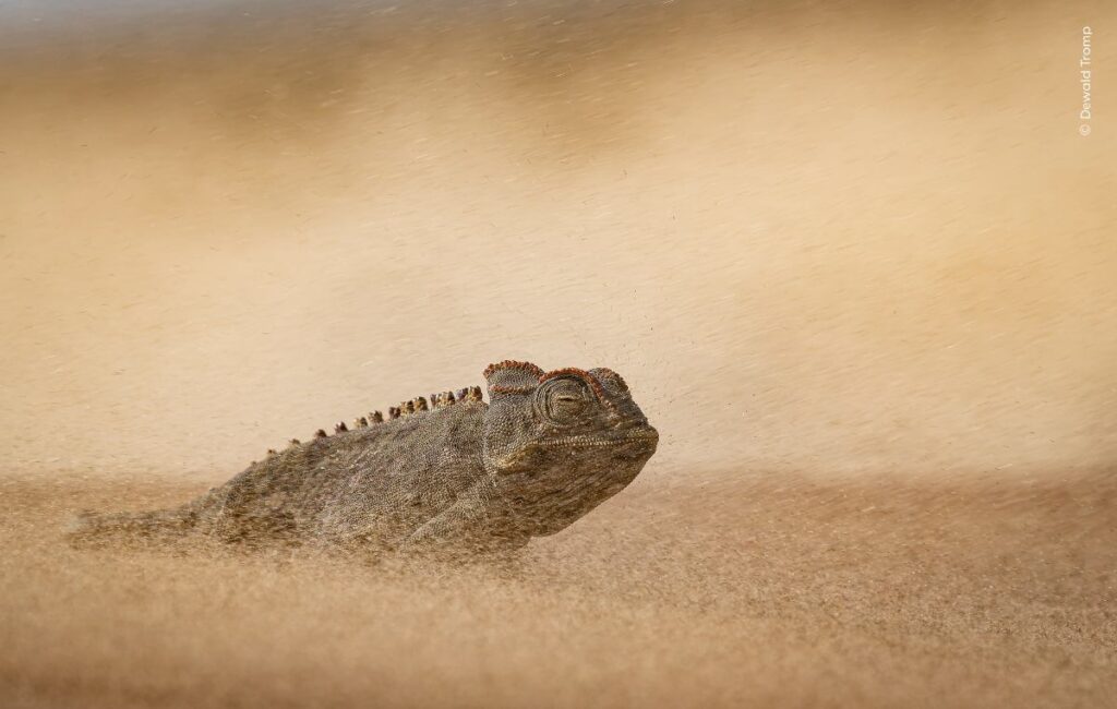 Woestijnkameleon in een zandstorm