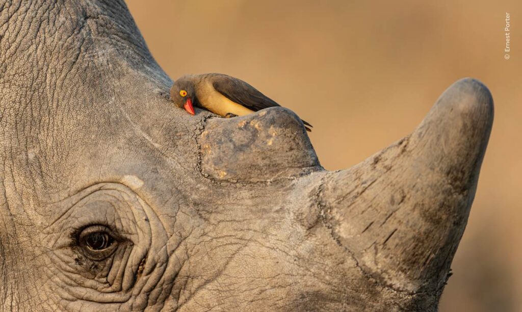 Een roodsnavelossenpikkers op een witte neushoorn