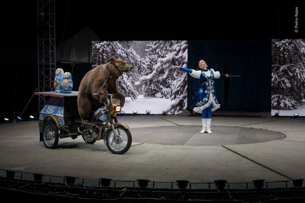 Een bruine beer in een circus op een fiets