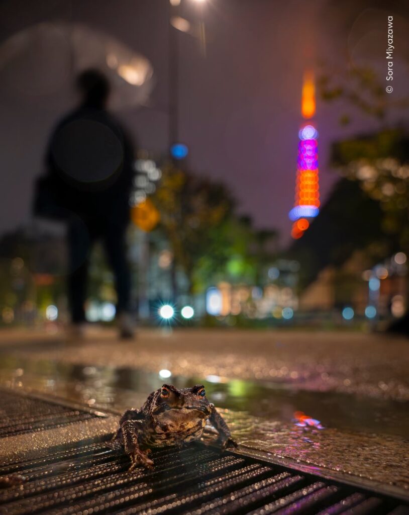 Een pad op straat in Tokio na een regenbui