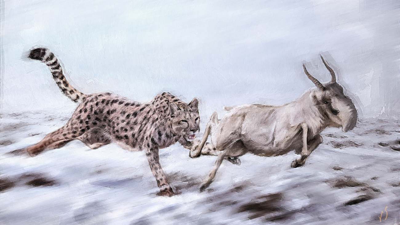 Illustratie van een 'Amerikaanse cheeta', oftewel Miracinonyx trumani, die op een saiga-antilope jaagt.