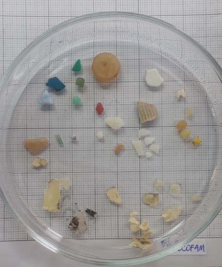 Het plastic dat verzameld is door de onderzoekers in het voedsel dat de volwassen stormvogels aan hun kuikens geven
