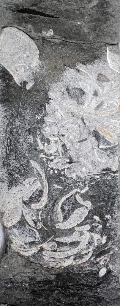 Het gefossiliseerde braaksel