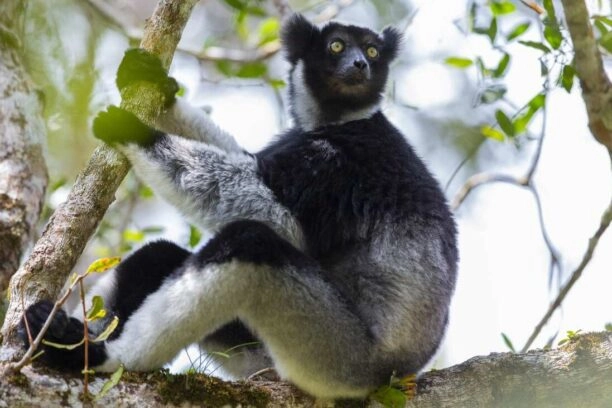 indri in een boom