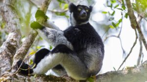 indri in een boom