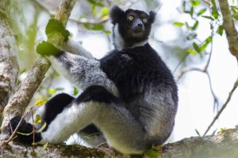 indri in een boom