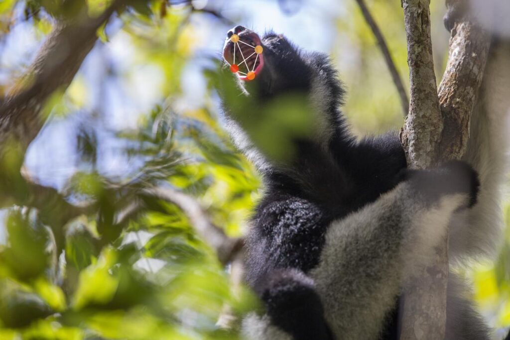 Zingende indri met punten op zijn mond die software gebruikt om de positie van de lippen te analyseren