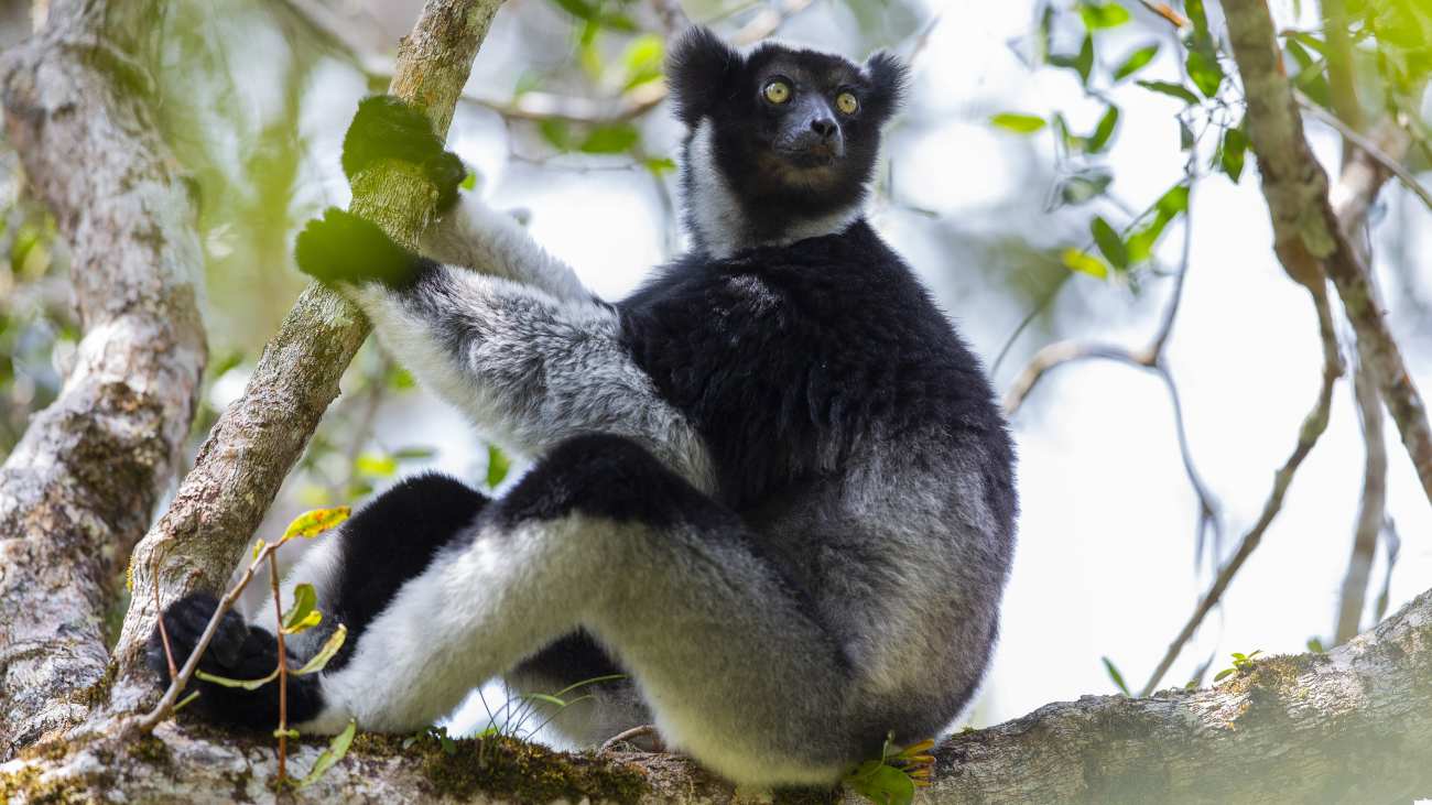 indri in een boom