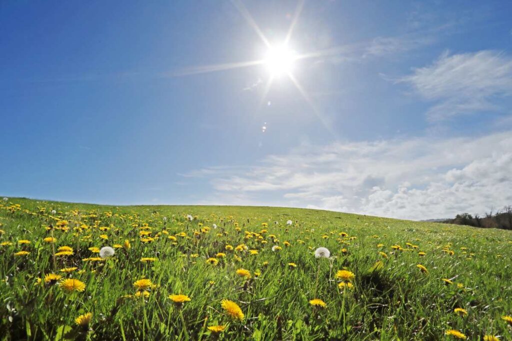 Weiland met paardenbloemen