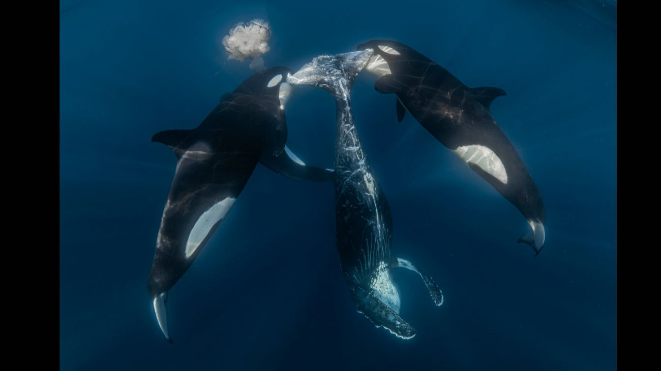 twee orka's met een dode bultrugkalf