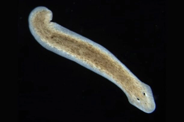 De platworm Dugesia subtentaculata.
