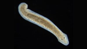 De platworm Dugesia subtentaculata.