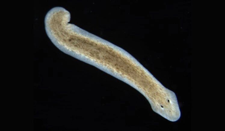 De platworm Dugesia subtentaculata.