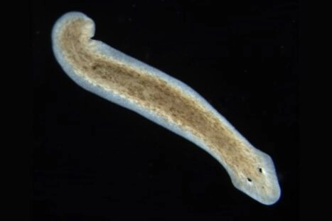 De platworm Dugesia subtentaculata.