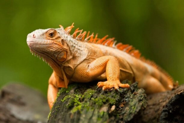 reptiel, een oranjekleurige leguaan