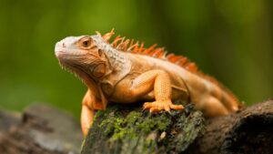 reptiel, een oranjekleurige leguaan