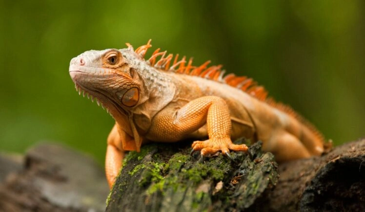 reptiel, een oranjekleurige leguaan