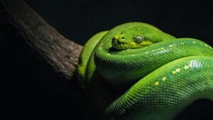 Een groene slang