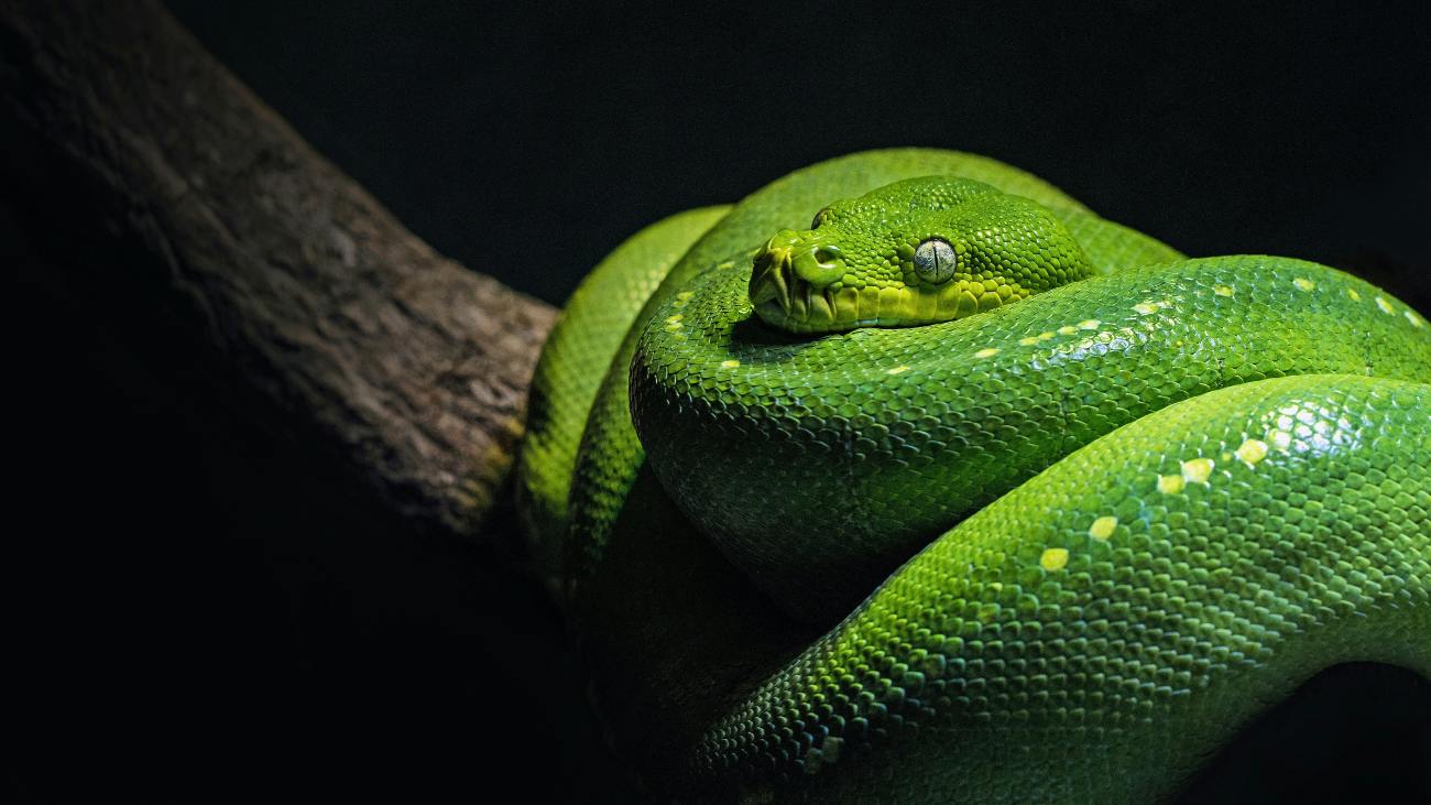 Een groene slang