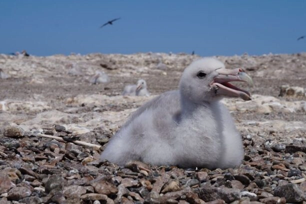 Jonge reuzenstormvogel