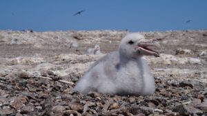 Jonge reuzenstormvogel