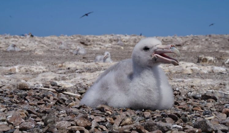 Jonge reuzenstormvogel