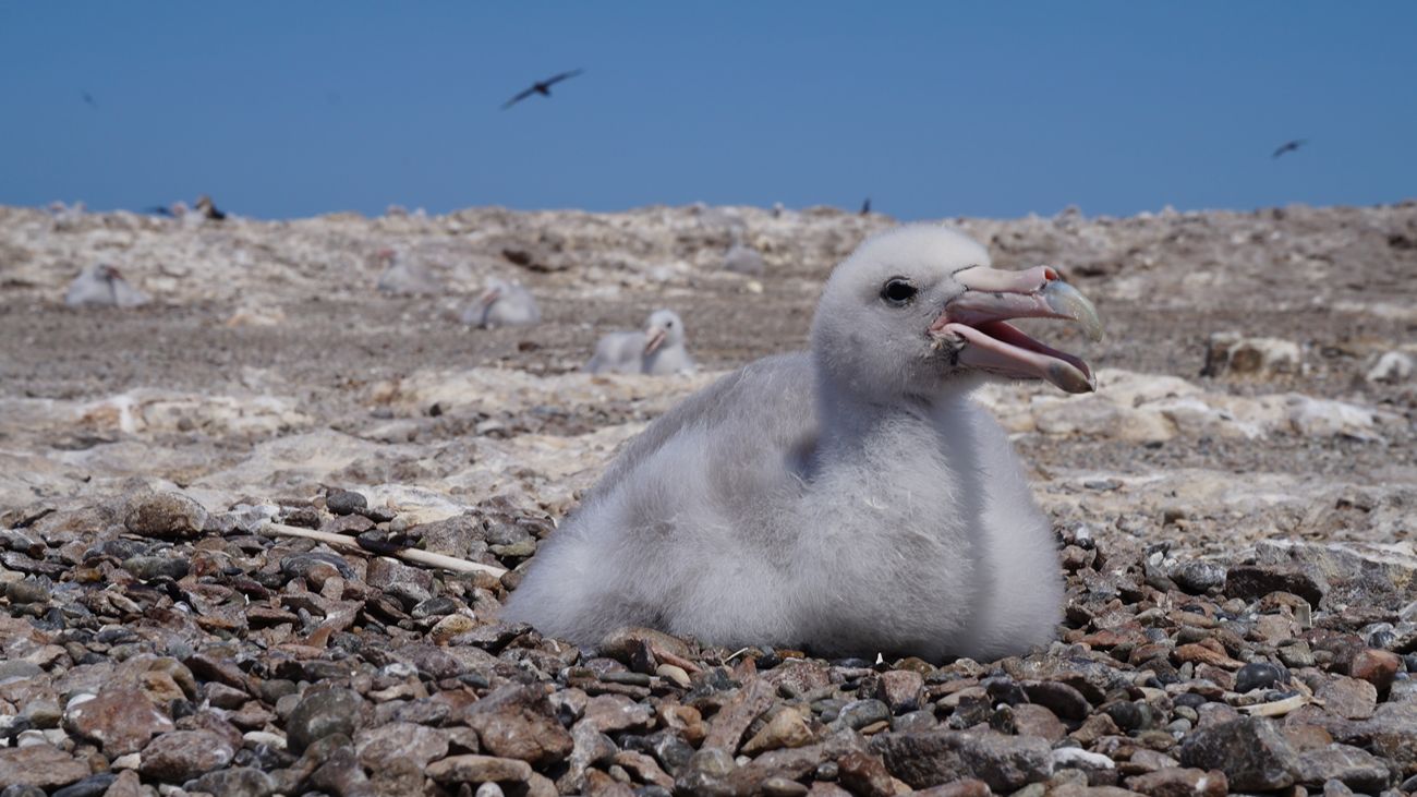 Jonge reuzenstormvogel